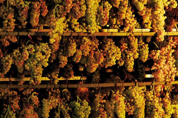 Vignolino Bianco Toscano IGT - La Torre - Afbeelding 5