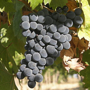 Negroamaro