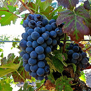 barbera