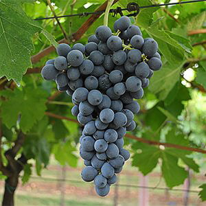 corvina Grignolino druif