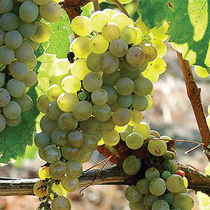 fiano dolcetto druiven