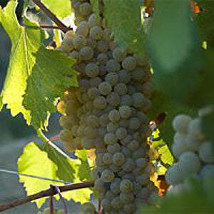 grechetto-bianco