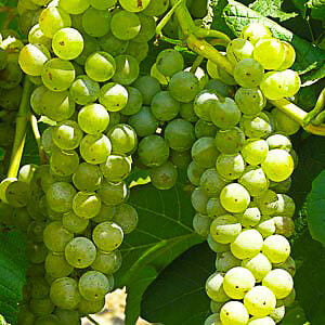 grillo