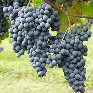 nebbiolo Grignolino druif