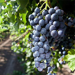 nero-d-avola Grignolino druif