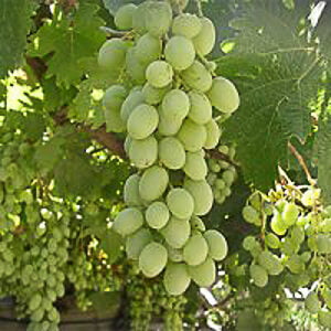 trebbiano-toscano Grignolino druif