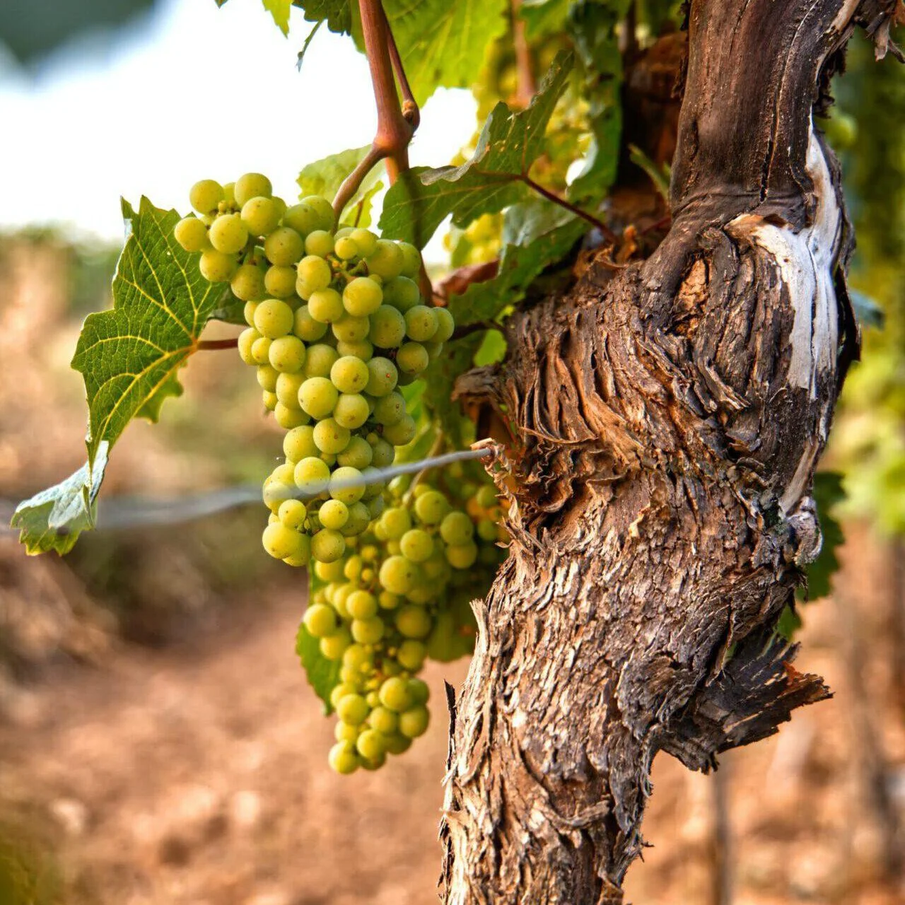 moritz-knoringer-3pyjQdnjfn8-unsplash Weingut Rappenhof kistje met wijnflessen