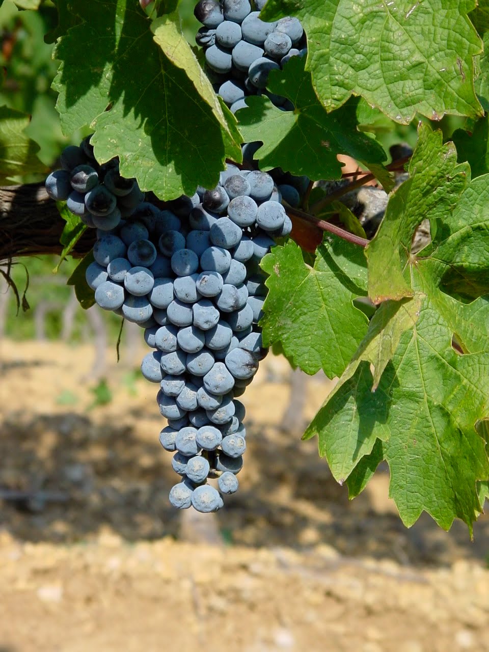 Sangiovese Morisfarms Sangiovese Morisfarms